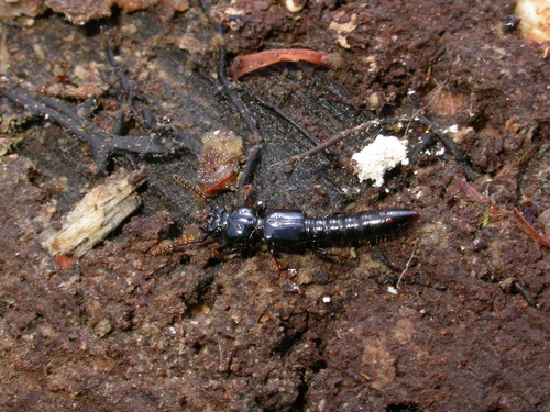 Priochirus, 2005-04-23