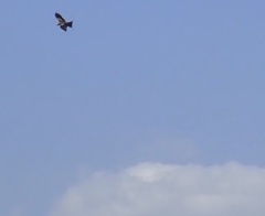Milvus migrans