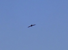 Milvus migrans
