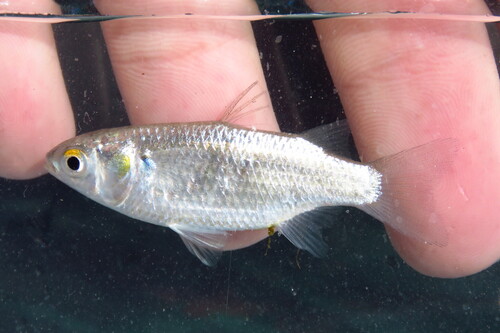 Fantail mullet (Mugil trichodon) — Mugilidae — 2