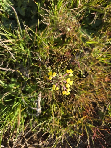 iNaturalist observation photo of Johnnytuck
