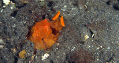 Lysiosquilloides mapia