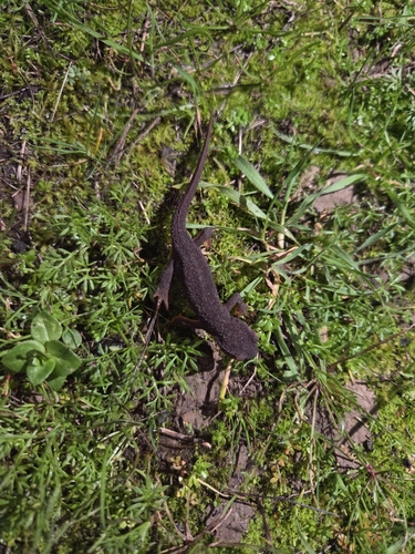 iNaturalist observation photo of California Newt