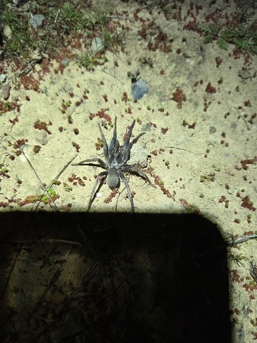 iNaturalist observation photo of False Tarantula