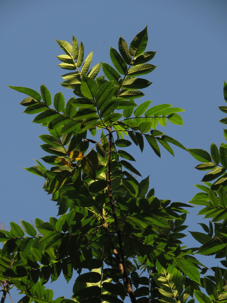 Ochoterenaea