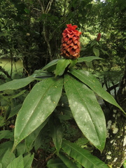 Costus lima