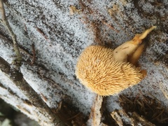 Hydnum oregonense