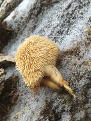 Hydnum oregonense