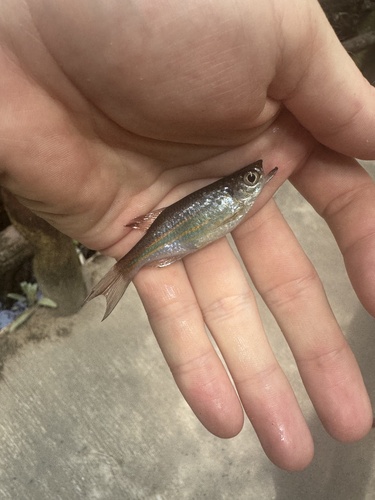 Queen Danio
