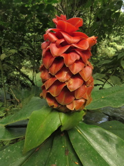 Costus lima