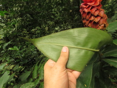 Costus lima