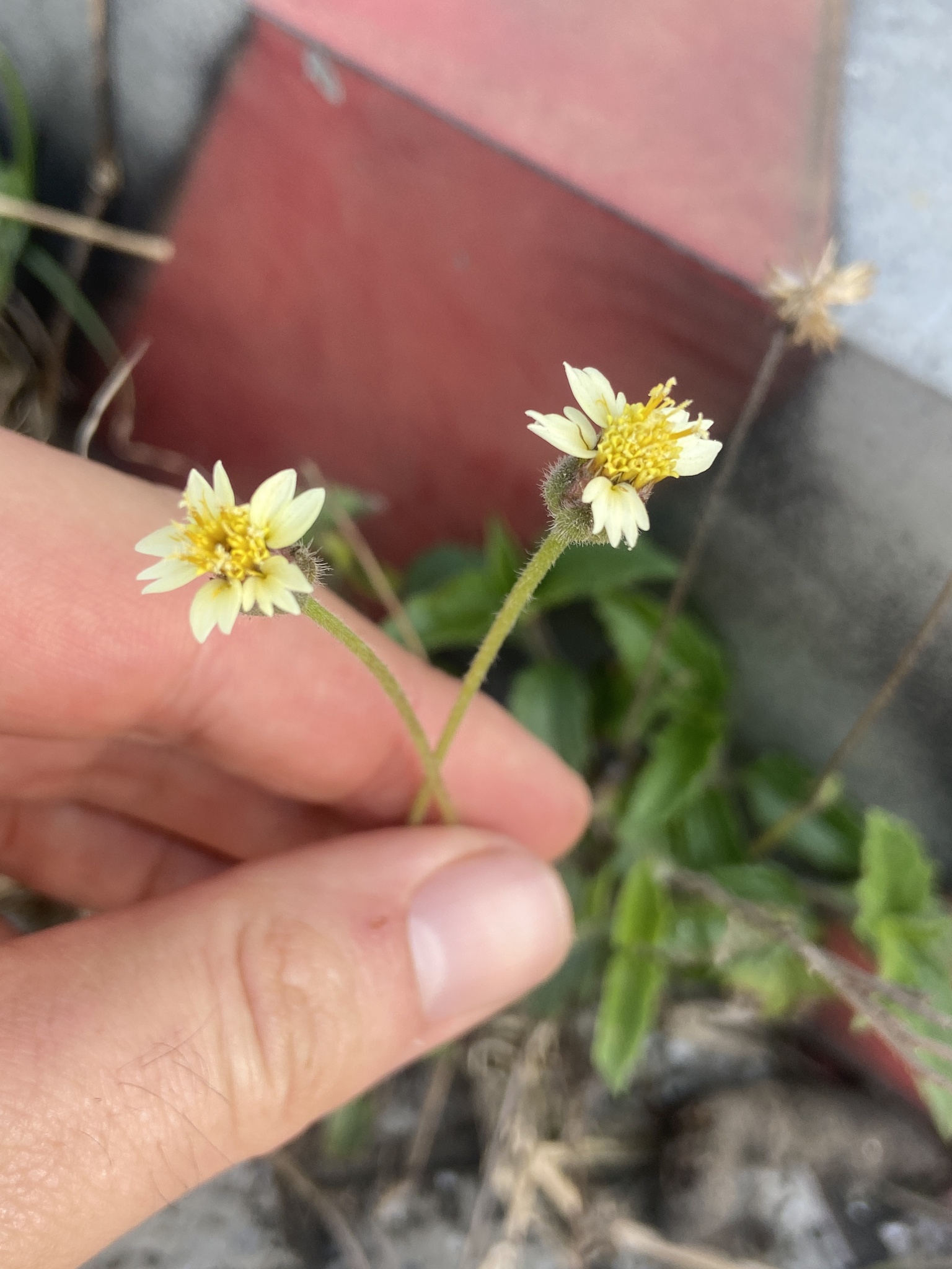Tridax procumbens (Tridax procumbens)