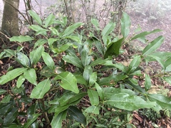 Beilschmiedia erythrophloia
