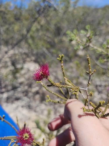 elegant beaufortia (Melaleuca scitula)