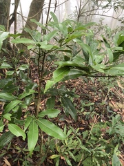 Beilschmiedia erythrophloia