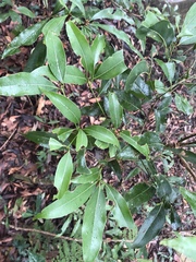 Beilschmiedia erythrophloia