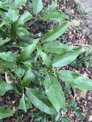 Beilschmiedia erythrophloia