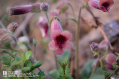 Rehmannia glutinosa