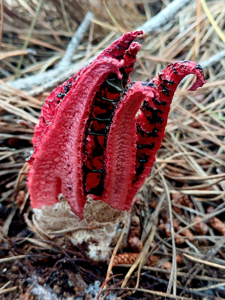 Clathrus archeri · February 2026 · photo: © claire_grace83 (iNaturalist, cc-by)