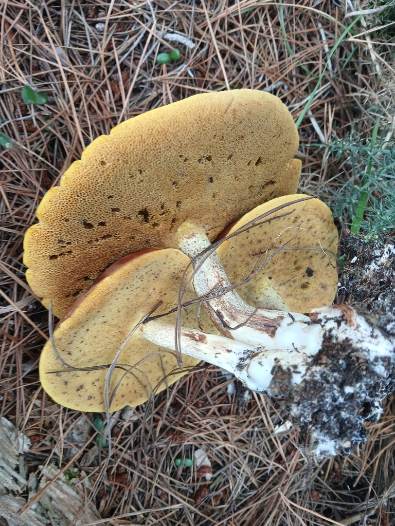 Suillus granulatus · February 2026 · photo: © claire_grace83 (iNaturalist, cc-by)