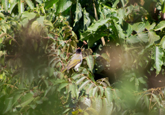 Pycnonotus sinensis hainanus