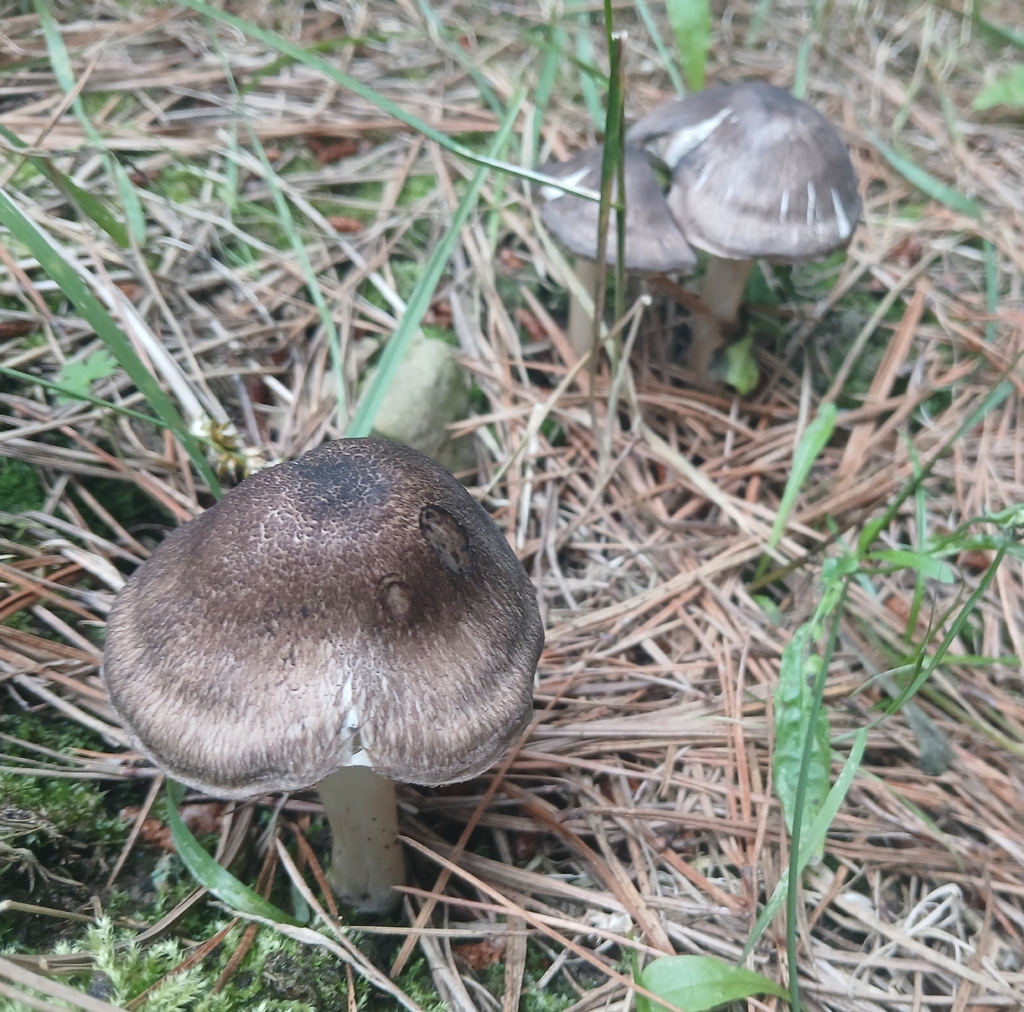 Tricholoma terreum · February 2026 · photo: © claire_grace83 (iNaturalist, cc-by)