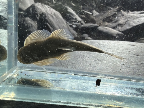 Taiwan hillstream loach (Hemimyzon formosanus) — Balitoridae