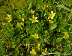 Ranunculus cheesemanii
