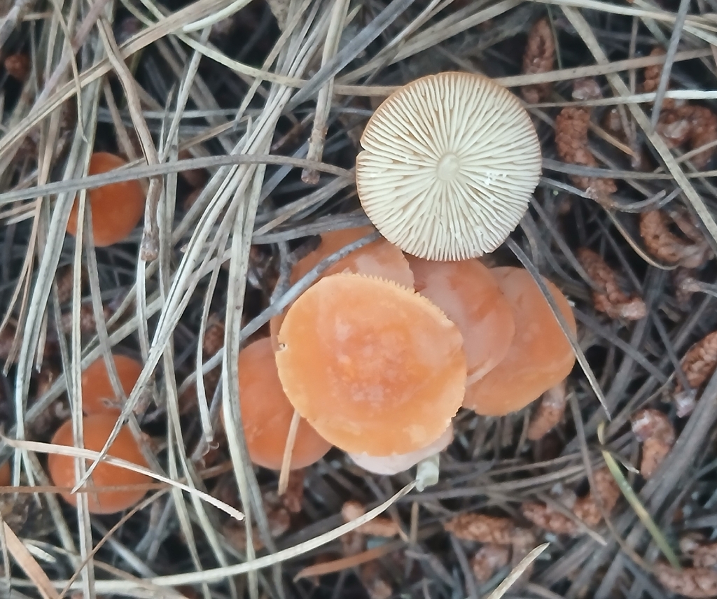 Marasmius elegans · February 2026 · photo: © claire_grace83 (iNaturalist, cc-by)