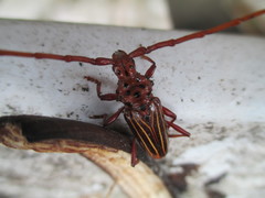 Chydarteres striatus