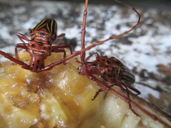 Chydarteres striatus