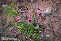 Rehmannia glutinosa