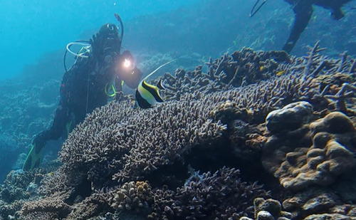 Moorish Idol