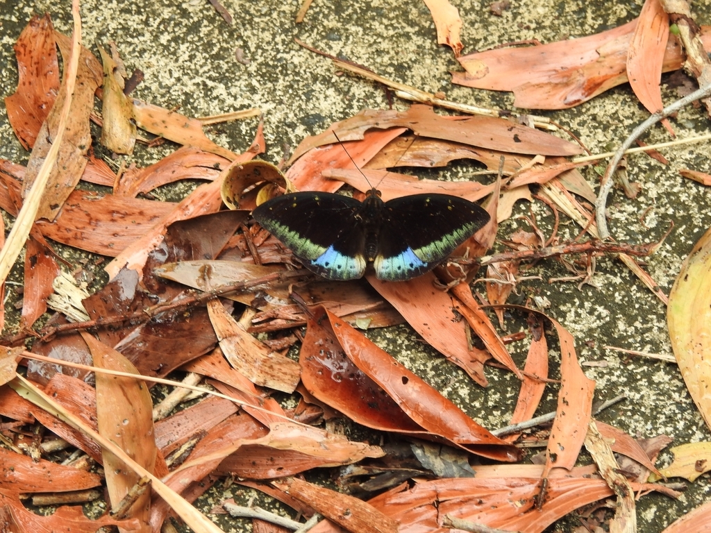 Lexias pardalis (Lexias pardalis)