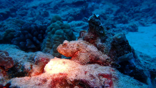 Scorpaenopsis brevifrons, 2026-02-06