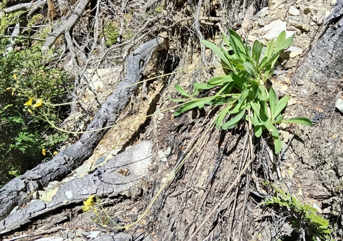 Tall hawkweed (Pilosella piloselloides)