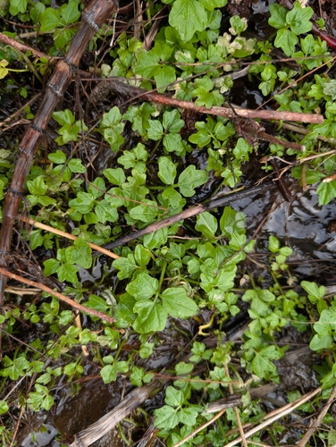 Seaside bittercress