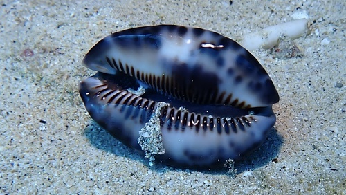 Cypraea maculifera observed 2026-02-06