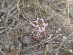 Pelargonium ternifolium