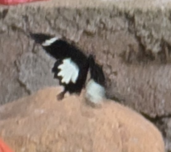 Papilio nephelus (Papilio nephelus)