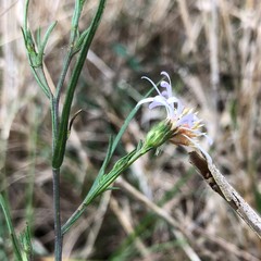 Symphyotrichum simmondsii