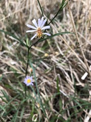 Symphyotrichum simmondsii