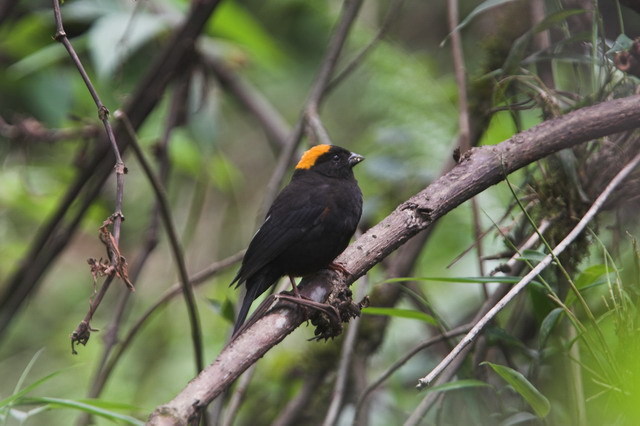 Golden-Naped Finch