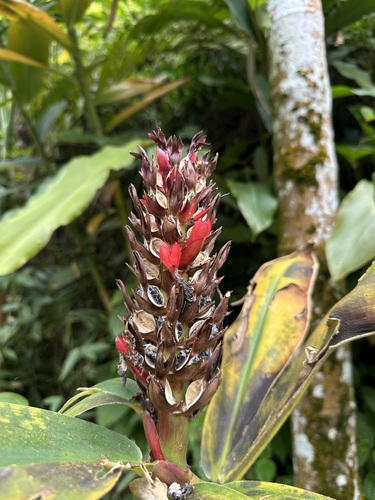 Hellenia speciosa (Hellenia speciosa)