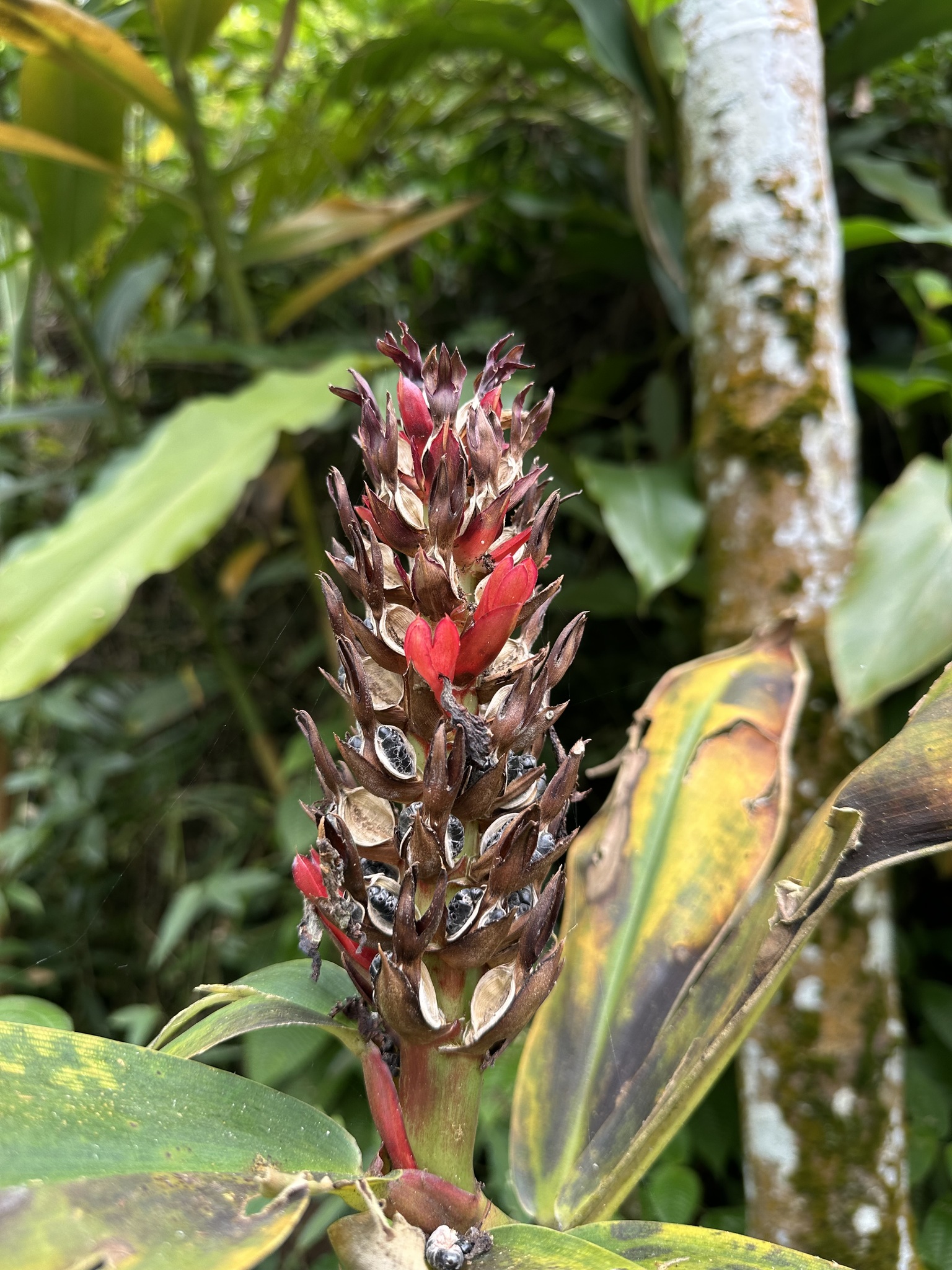 Hellenia Speciosa (Hellenia speciosa)