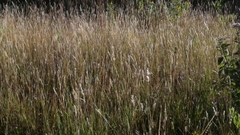 Bothriochloa saccharoides