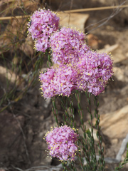 Lachnaea montana