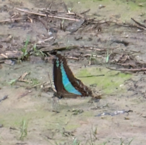 Graphium sarpedon