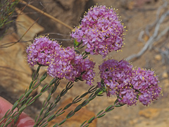 Lachnaea montana