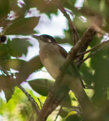 Pycnonotus sinensis hainanus